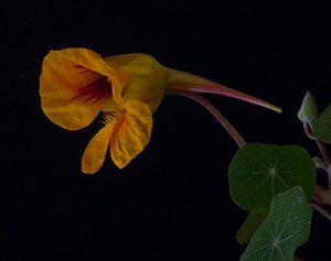 Florais de Anura e a Cura