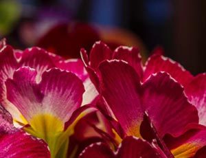 Clareza - Florais de Anura