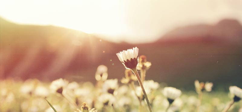 Retiro Terapêutico - Caminhos de Anura