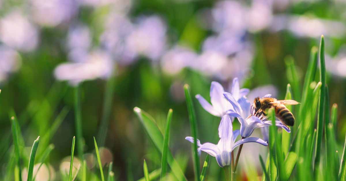 Retiros Terapêuticos - Caminhos de Anura